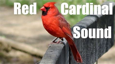 What Sound Does a Cardinal Bird Make? The northern cardinal bird makes a loud, clear whistle, often described as “cheer, cheer, cheer” or “whit-chew, whit-chew.” The male cardinal’s song is usually louder and more musical than the female’s call, which is usually a shorter, quieter series of notes.